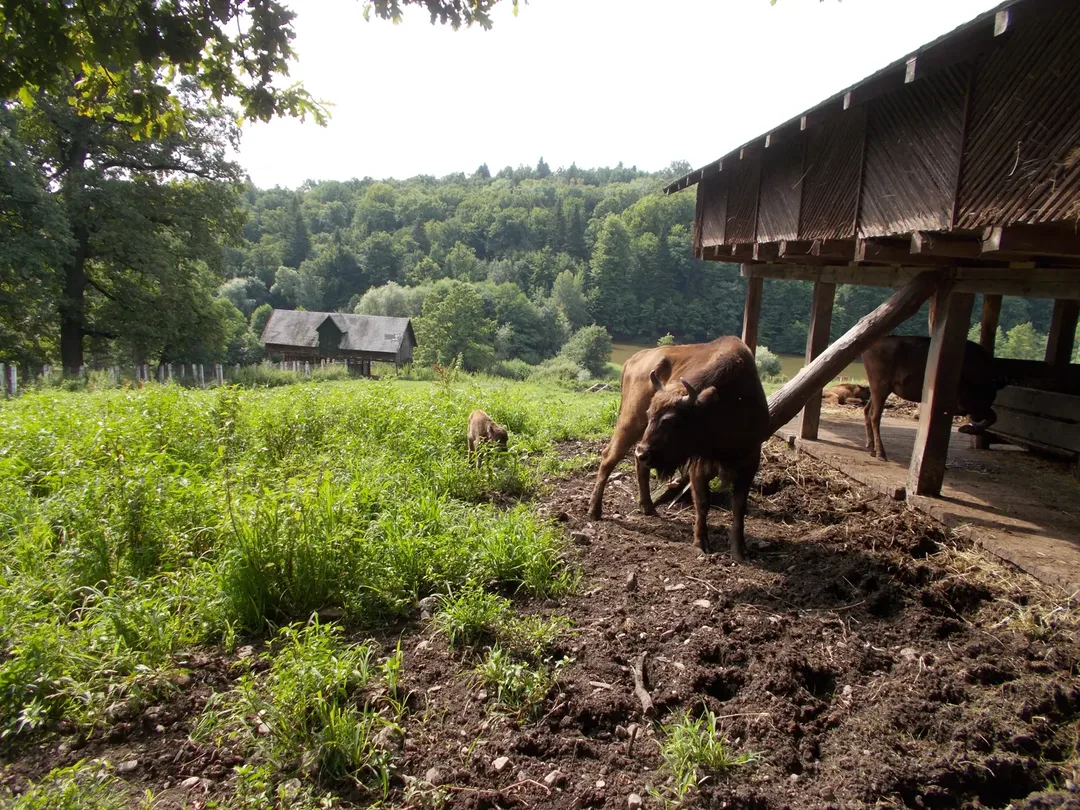 Dragoș Vodă Bison Reserve